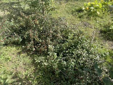 Autumn pruning of fruit tree branches Stock Photos
