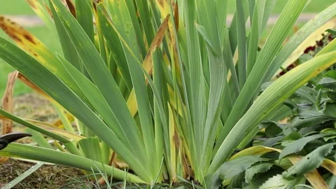 Autumn pruning of an iris bush in the garden Stock Footage 322099429
