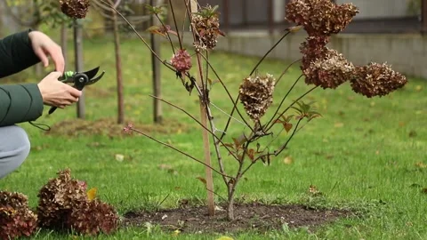 Autumn pruning of panicled hydrangeas in the garden Video stock 322099418