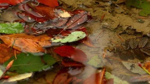 A autumn puddle background 4k 25fps video Stock-Footage 317888569