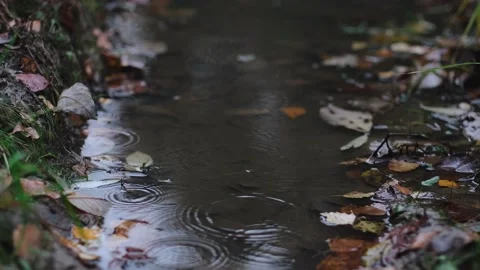 Autumn puddle Stock Footage 167000514