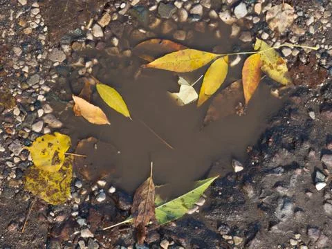 Autumn puddle Stock Photos