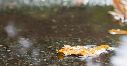 Autumn puddle Stock Photos