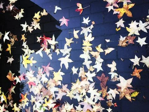 Autumn Puddle 스톡 사진