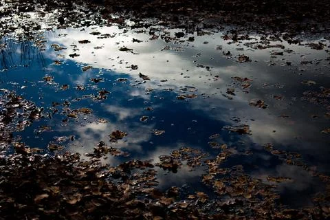 Autumn puddle reflection with blue sky and bare branches Stock Photos