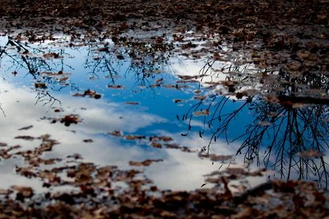 Autumn puddle reflection with blue sky and bare branches Stock Photos