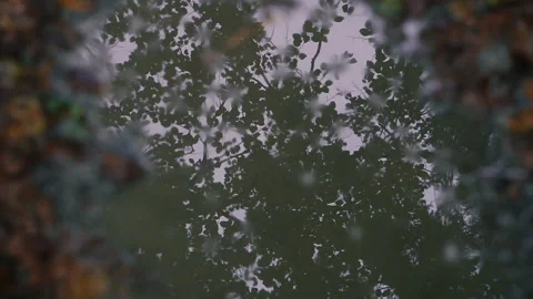 Autumn. A puddle into which drops drip. Stock Footage 150713655