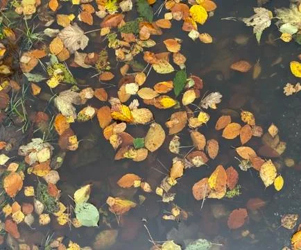 Autumn puddle2 스톡 사진