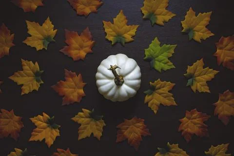 Autumn pumpkin and fall colored leaves. Stock Photos