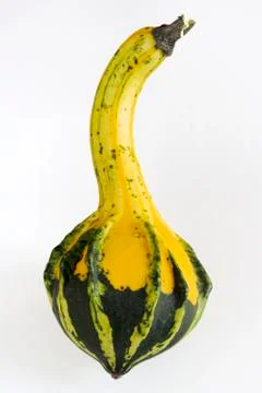 Autumn pumpkin composition Foto stock