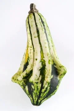 Autumn pumpkin composition Stock Photos