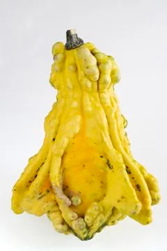 Autumn pumpkin composition Stock Photos