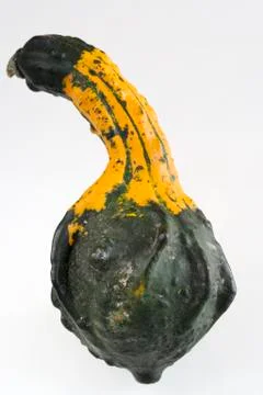 Autumn pumpkin composition Stock Photos