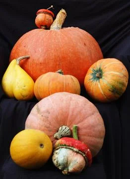 Autumn pumpkin composition Stock Photos