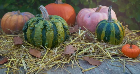 Autumn Pumpkin Decoration – Pull Dolly Shot over Wooden Table with Pumpkins Stock-Footage 321463115