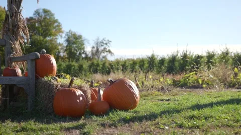 Autumn pumpkin display beside a rustic fence Video stock 348696267