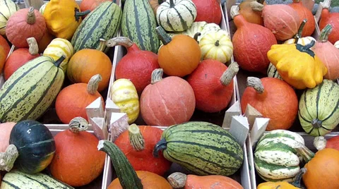 Autumn pumpkin. Stock Footage 32723671
