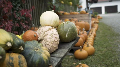 Autumn pumpkin installation at backyard Stock Footage 141277175