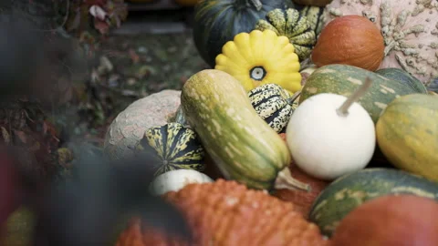Autumn pumpkin installation at backyard Stock Footage 141277274
