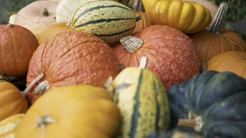 Autumn pumpkin installation at backyard Stock Footage 141280367