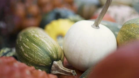 Autumn pumpkin installation at backyard Stock Footage 141280506