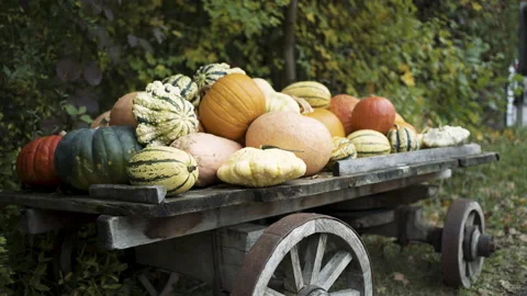 Autumn pumpkin installation at backyard Stock Footage 141281923