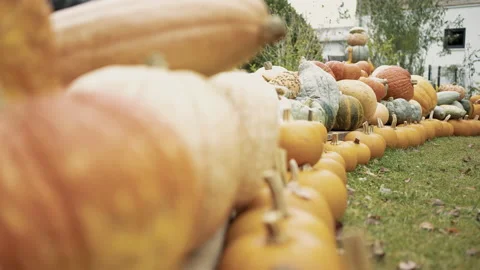 Autumn pumpkin installation at backyard Stock Footage 141284137