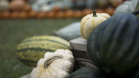 Autumn pumpkin installation at backyard Stock Footage 141287731