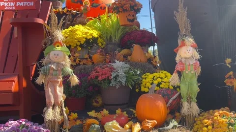 Autumn Pumpkin Patch Display with Wind Blowing Scarecrows and Fall Foliage 库存影片 347097300