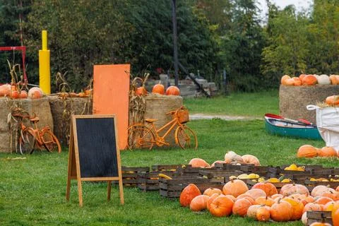 Autumn pumpkin patch with orange pumpkins, a blank chalkboard easel sign, d.. Stock Photos