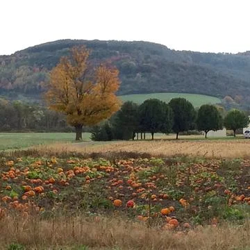 Autumn Pumpkin Patch Stock Photos