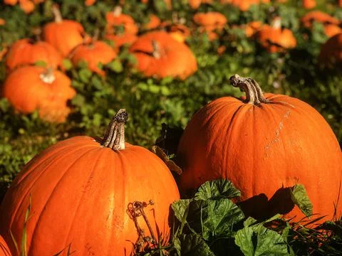 Autumn at the pumpkin patch . Stock Photos