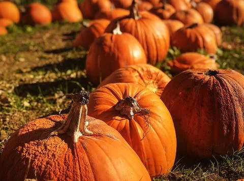Autumn at the pumpkin patch . Stock Photos