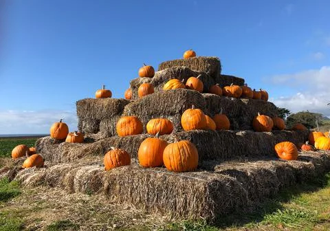 Autumn at the pumpkin patch . Stock Photos