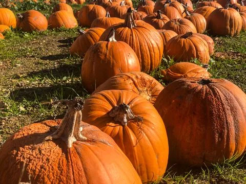 Autumn at the pumpkin patch . Stock Photos