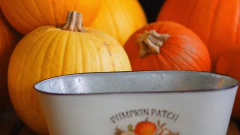 Autumn pumpkin patch with ripe pumpkins on rustic countryside farm field. Stock Footage 319548679