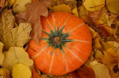 Autumn pumpkin Stock Photos