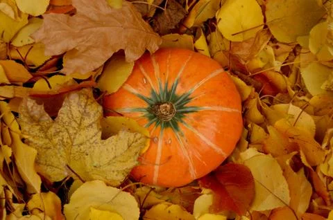 Autumn pumpkin Stock Photos