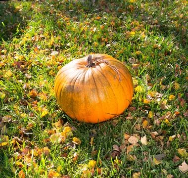 Autumn Pumpkin Stock Photos