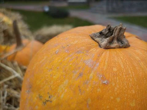 Autumn pumpkin Stock Photos