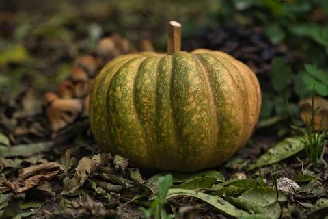 Autumn pumpkin Stock Photos