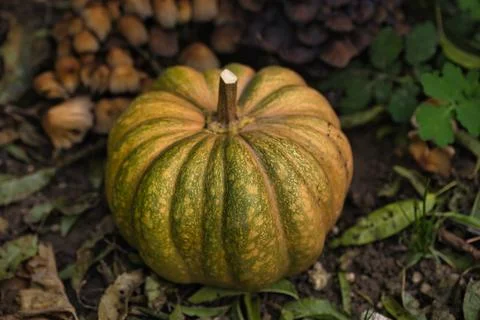 Autumn pumpkin Stock Photos