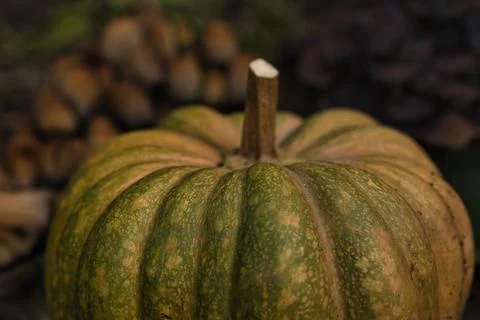 Autumn pumpkin Stock Photos