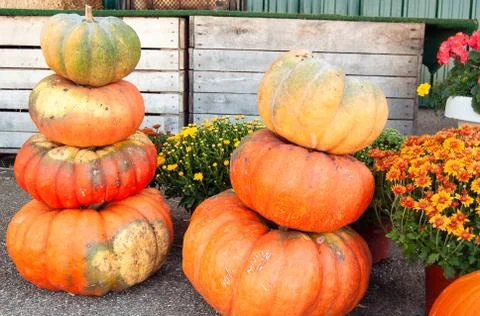Autumn pumpkin stack Stock Photos