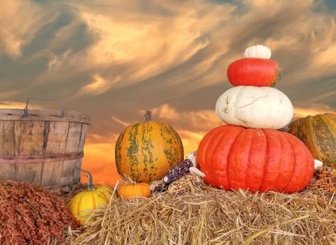 Autumn pumpkin sunset Stock Photos