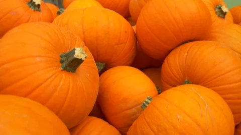 Autumn Pumpkins Background Texture Halloween Stock Footage 330186865