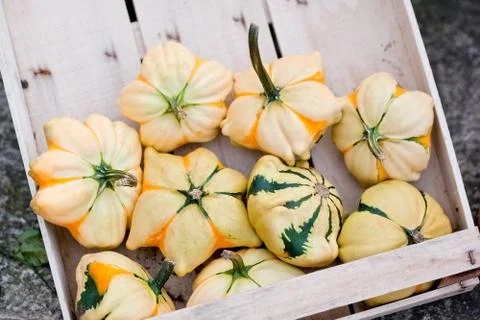 Autumn pumpkins in a box Stock Photos