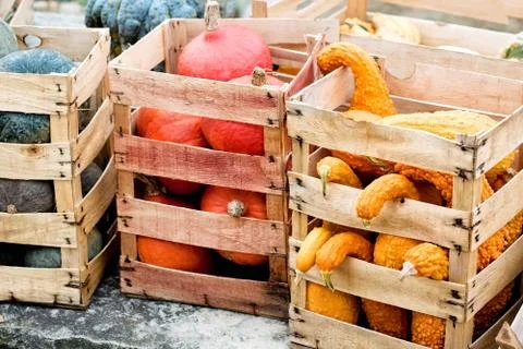 Autumn pumpkins in a boxes Stock Photos
