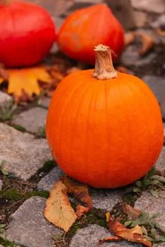 Autumn Pumpkins on Cobblestone Path Stock Photos