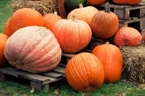 Autumn pumpkins Stock Photos